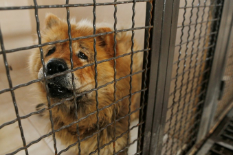 Անապաստան կենդանիների վնասազերծման համայնքային կենտրոնը նոր շենք ու կլինիկա ունի