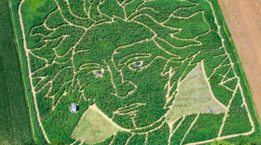 Գերմանիայում Բեթհովենի դիմանկարը հայտնվել է արևածաղկի դաշտում