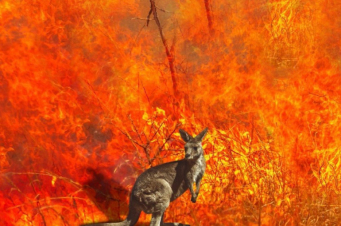 Ավստրալիայում հրդեհների հետևանքով սատկել է ավելի քան 3 միլիարդ կենդանի․ Վայրի բնության համաշխարհային հիմնադրամ
