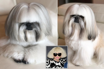 Ճապոնիայում բնակվող փոքրիկ շունը Լեդի Գագայի հետ նմանության շնորհիվ ճանաչում է ձեռք բերել Instagram-ում (լուսանկարներ)