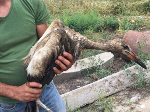 Արագիլների աղտոտման պատճառներից մեկը բացահայտվել է