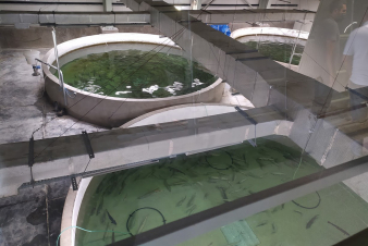 Հայաստանում գործող ձկնատնտեսություններում ամեն տարի անցկացվում են մշտադիտարկումներ