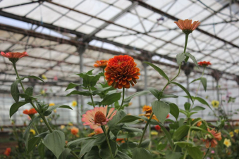 ՀՈԱԿ-ի ջերմոցատնկարանային վարչությունը ծառերի ու թփերի, բազմամյա ծաղիկների սեփական «արտադրություն» է սկսել