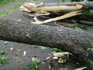 Երևանում ծառը շրջվել և փակել է ճանապարհի երթևեկելի հատվածը