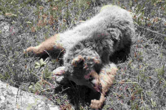 Գորշ արջի քոթոթի սպանության վերաբերյալ գրություններ կուղարկվի ոստիկանություն․ ՇՄ նախարարի մամուլի խոսնակ