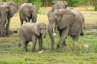 Այսօր Փղերի պաշտպանության համաշխարհային օրն է