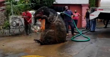 Մեխիկոյի կոյուղագծերում հսկայական առնետ է հայտնաբերվել 