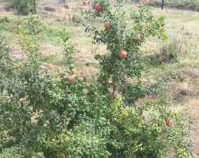 Ինչ է  պետք հիմա անել. Բժշկի կարծիք