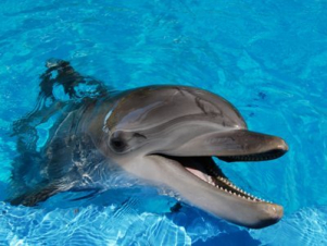 Հյուսիսային Կորեան «մարտական» դելֆիններ է պատրաստում