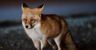 Սառնամանիքի պատճառով Սանկտ Պետերբուրգի փողոցներում աղվեսներ են հայտնվել