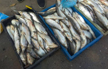 «Սիգ» ձկնատեսակի ապօրինի որսի, ապօրինի ծառահատումների կանխարգելման վերաբերյալ խորհրդակցություն է անցկացվել ԲԸՏՄ-ում