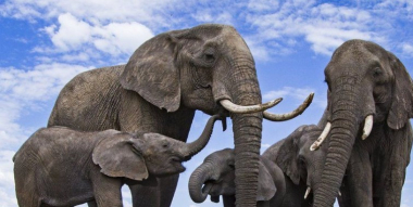 Գիտնականները փղերի թվաքանակը պարզում են տիեզերքից ստացված պատկերների օգնությամբ