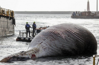 Իտալիայի ափերին հսկայական կետի մարմին են հայտնաբերել
