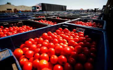 ՌԴ ներմուծված ադրբեջանական լոլիկի մեջ դարձյալ վիրուս է հայտնաբերել