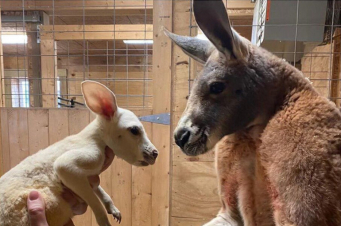 Նյու Յորքում հազվագյուտ սպիտակ կենգուրու է լույս աշխարհ եկել