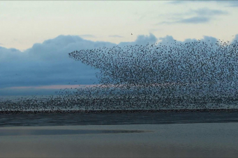 Անգլիայում անօդաչու թռչող սարքը ֆիքսել է սարյակների տպավորիչ թռիչքը հսկայական երամով