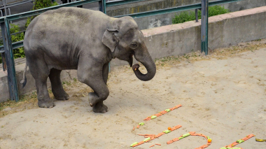 Կենդանաբանական այգու այցելուն այգում պետք է անցկացնի հարմարավետ ու հաճելի ժամանց