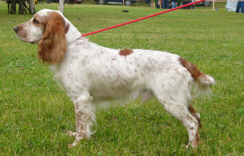 Հնդկաստանում վարժեցրել են երկու շների՝ COVID-19- ով վարակված հիվանդներին գտնելու համար