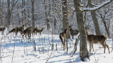 «Դիլիջան» ազգային պարկի ազնվացեղ եղջերուները (ֆոտո)
