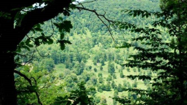  Հայաստանում ստեղծվում է անտառային պետական ծառայություն. «Հայաստանի Հանրապետություն» օրաթերթ