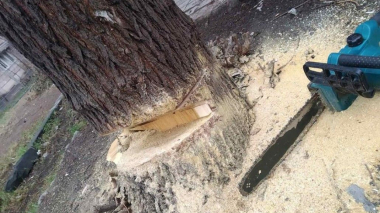 Երևանում կանխվել է ապօրինի ծառահատումը