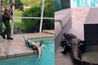 Ֆլորիդայում կոկորդիլոսը «սողոսկել է» առանձնատան տարածք և «զվարճացել» լողավազանում (տեսանյութ)