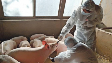 Ճապոնիայում խոզի ժանտախտի դեպքեր են գրանցվել