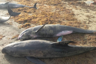 Հարյուրավոր սատկած դելֆիններ ու ձկներ են դուրս եկել Գանայի լողափեր