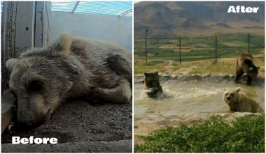 Արմավիրում նախկին պաշտոնյայի ամառանոցից փրկված արջերը՝ առաջ և հիմա