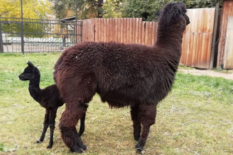 Ալպակայի հակամարմինները չեզոքացնում են կորոնավիրուսի շտամները