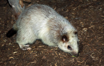 Ֆիլիպինների տարածքի առաջին բնակիչները «մեղադրվում են» Եվրասիայի ամենամեծ առնետների ոչնչացման մեջ