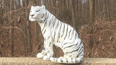 Տեխասում ոստիկանությունը որոնում է փախուստի դիմած բենգալյան վագրին