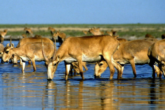 Ղազախստանում կայծակի հետևանքով սատկել է անհետացման վտանգի տակ գտնվող 350 հազվագյուտ այծքաղ