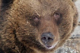 ՌԴ-ում վիրավոր արջը մի տղամարդու է սպանել և անհետացել