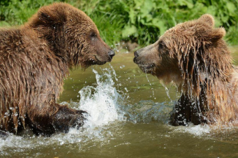 Բրիտանիայի կենդանաբանական այգիներից մեկում քնեցրել են «Սպիտակաձյունիկին» և «Քնած գեղեցկուհուն»