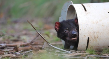 Ավստրալիայում ծնվել են թասմանյան հրեշներ