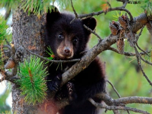 Արջի քոթոթի սպանության դեպքի առթիվ Շրջակա միջավայրի նախարարությունը դիմել է ոստիկանություն