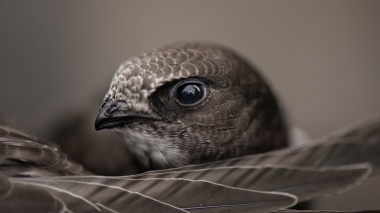 Նրանք սնվում, քնում և բազմանում են օդում․ այսօր Մանգաղաթևերի համաշխարհային օրն է