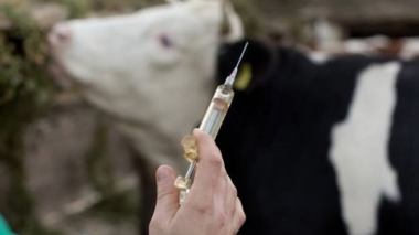 Մեկնարկել են խոշոր եղջերավոր կենդանիների՝ հանգուցավոր մաշկաբորբի դեմ պատվաստումները