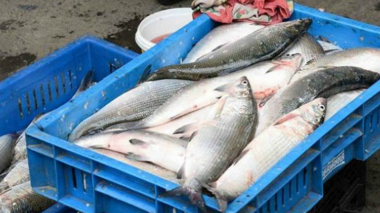 Անցյալ տարի սիգի արդյունագործական որսի ընդհանուր պաշարը կազմել է 586,2 տոննա