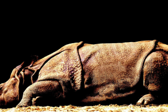 Չինաստանում հայտնաբերվել է հսկա ռնգեղջյուրի նոր տեսակ