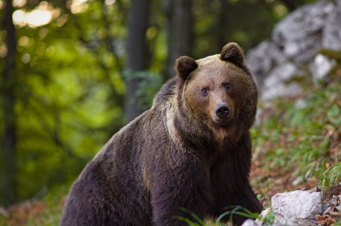 Ռուսաստանում արջը հարձակվել է զբոսաշրջիկների վրա. դեռահաս է մահացել