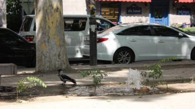 Սարյանի պուրակի ոռոգման համակարգն ապահովող ցայտիչները վնասել և գողացել են