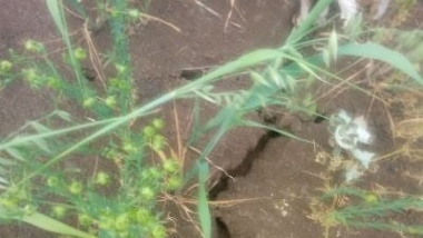 Կոտայքում նույնպես երաշտ է. գարնանացան մշակաբույսերը ոչնչացման եզրին են. լուսանկարներ