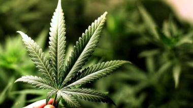 Լիցենզիա ունեցողի կողմից արտադրական կանեփի փոխանցումը լիցենզիա չունեցող անձին կառաջացնի տուգանք