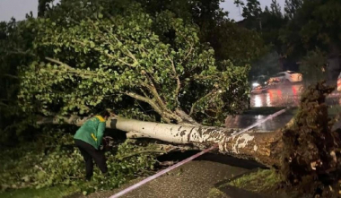 Քամու հետևանքով ծառն ընկել է մեքենաների վրա