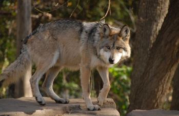 Ամերիկյան երկու նահանգ օրինականացրել է գայլերի ոչնչացումը