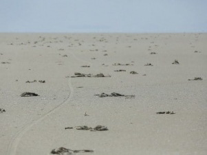 Անցած երկու շաբաթվա ընթացքում Թուրքիայի Տուզ լճում երաշտի պատճառով հազարավոր ֆլամինգոներ են սատկել