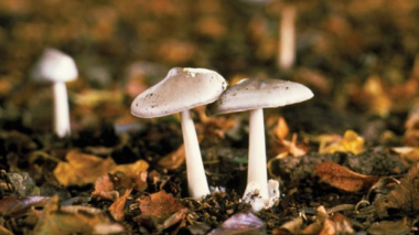 Չհավաքել, չգնել և սննդում չօգտագործել անծանոթ, անհայտ ծագման սունկ. ԱԱՏՄ