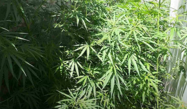 Էջմիածնի ոստիկանները Հայթաղ գյուղում խոշոր չափի թմրանյութ են հայտնաբերել